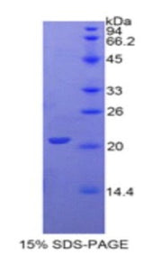 Figure 1. SDS-PAGE