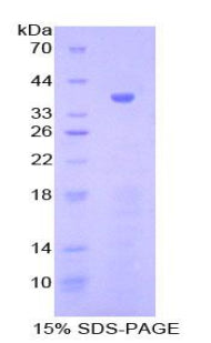 Figure 1. SDS-PAGE