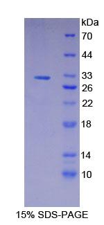 Figure 1. SDS-PAGE