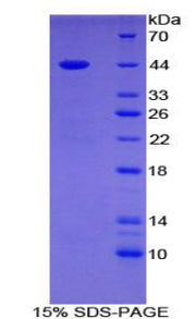 Figure 1. SDS-PAGE