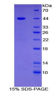 Figure 1. SDS-PAGE