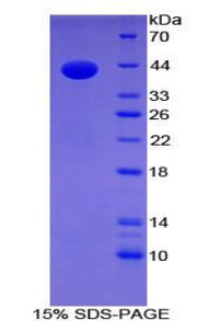 Figure 1. SDS-PAGE