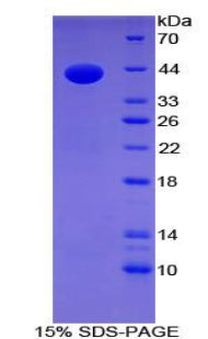 Figure 1. SDS-PAGE