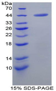 Figure 1. SDS-PAGE