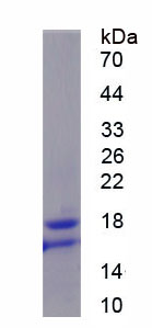 Figure 1. SDS-PAGE