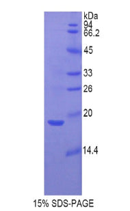 Figure 1. SDS-PAGE
