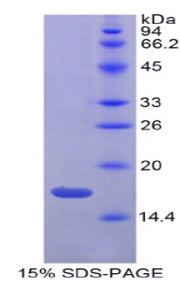 Figure 1. SDS-PAGE
