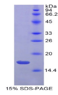 Figure 1. SDS-PAGE