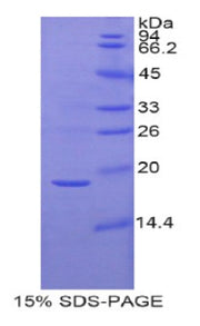 Figure 1. SDS-PAGE