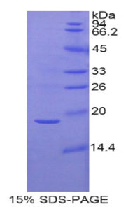 Figure 1. SDS-PAGE