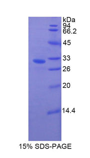 Figure 1. SDS-PAGE