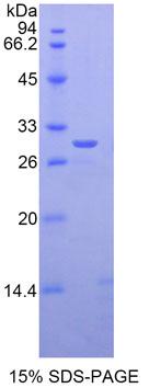 Figure 1. SDS-PAGE
