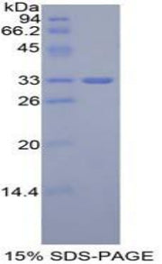 Figure 1. SDS-PAGE