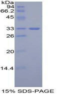 Figure 1. SDS-PAGE