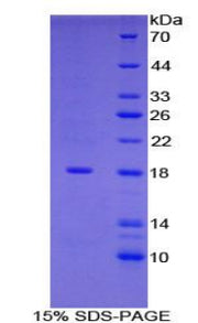 Figure 1. SDS-PAGE