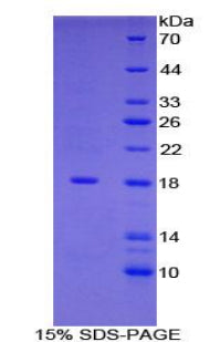 Figure 1. SDS-PAGE