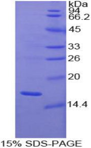 Figure 1. SDS-PAGE
