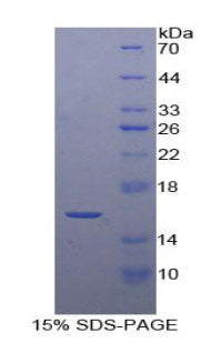 Figure 1. SDS-PAGE