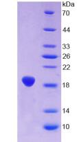 Figure 2. SDS-PAGE