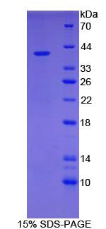 Figure 1. SDS-PAGE