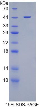 Figure 1. SDS-PAGE