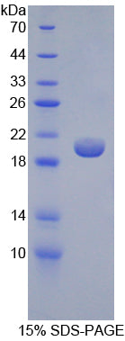 Figure 1. SDS-PAGE