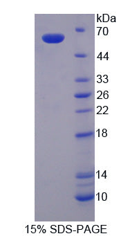 Figure 1. SDS-PAGE