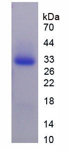 Figure 1. SDS-PAGE