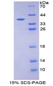 Figure 1. SDS-PAGE