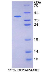 Figure 1. SDS-PAGE