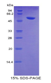 Figure 1. SDS-PAGE