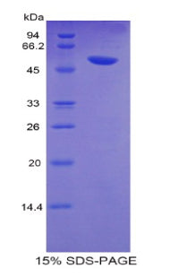 Figure 1. SDS-PAGE