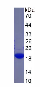 Figure 1. SDS-PAGE