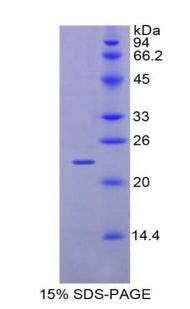 Figure 1. SDS-PAGE