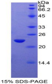 Figure 1. SDS-PAGE
