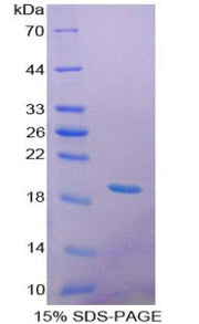 Figure 1. SDS-PAGE