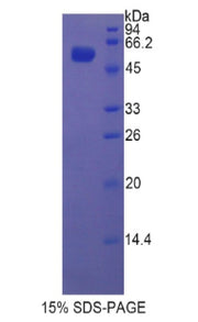 Figure 1. SDS-PAGE