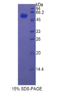 Figure 1. SDS-PAGE