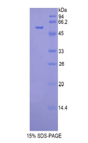 Figure 1. SDS-PAGE