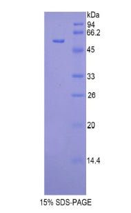 Figure 1. SDS-PAGE