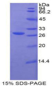 Figure 1. SDS-PAGE