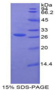 Figure 1. SDS-PAGE