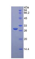 Figure 2. SDS-PAGE