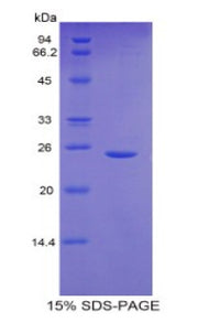 Figure 1. SDS-PAGE