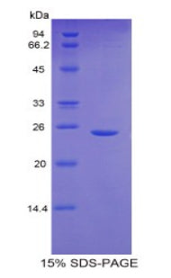 Figure 1. SDS-PAGE