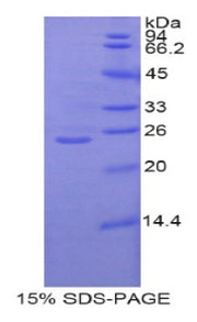 Figure 1. SDS-PAGE
