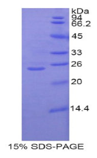Figure 1. SDS-PAGE