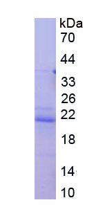 Figure 1. SDS-PAGE