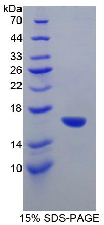 Figure 1. SDS-PAGE