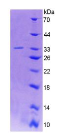 Figure 2. SDS-PAGE